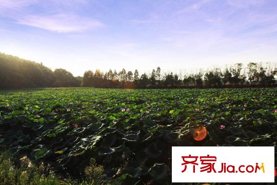 碧桂園生態(tài)城左岸周邊濕地公園