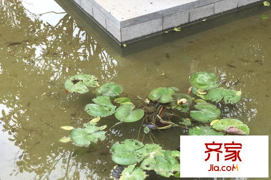 廣電蘭亭時代園林綠化（20150805）