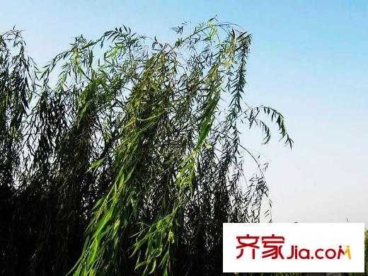 綠地中央廣場(chǎng)周邊風(fēng)景