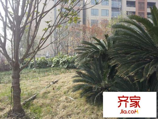 武漢天地御江平方米城外景圖品種繁多的綠地（20130110）