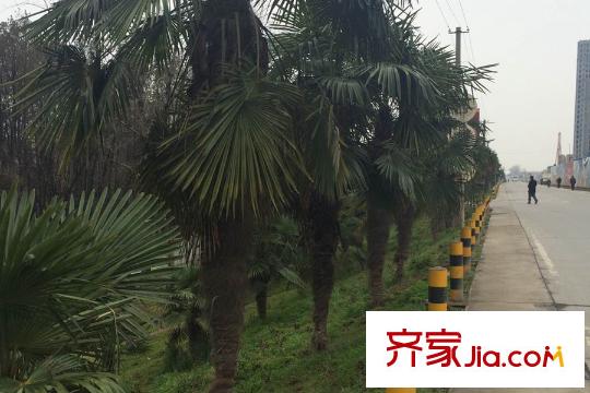 觀瀾天地周邊綠化