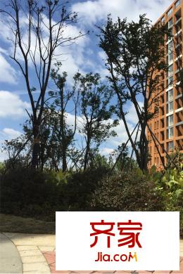 觀瀾天地小區(qū)綠化（20151009）