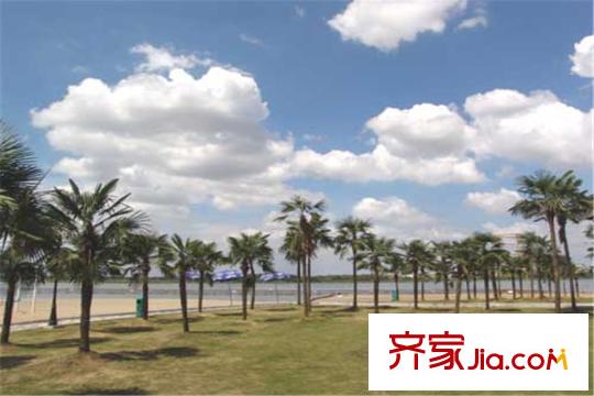 海濱城二期麗港新都周邊樹林