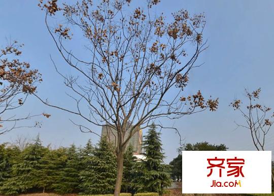 楓景國際公寓 