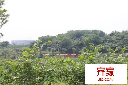 龍?jiān)窞懓缎^(qū)周邊綠化（20150331）
