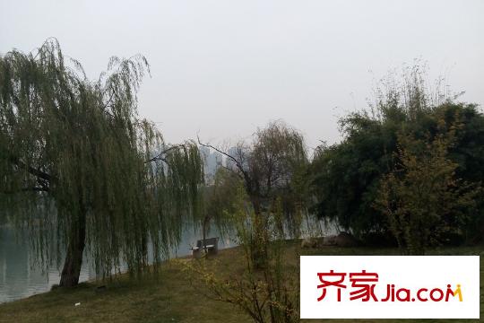 光谷自由城周邊中南財經(jīng)政法大學垂柳