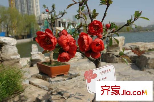 鴻平方米龍?zhí)豆^配套圖周邊龍?zhí)豆珗@