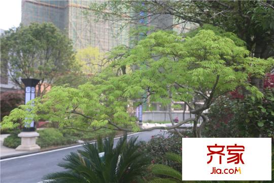 愛佳798綠化一角（2015.4.1）