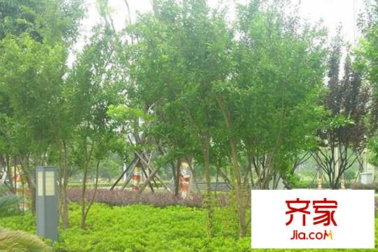 桃花源小區(qū)綠化（20150327）