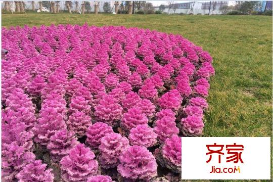當(dāng)代國(guó)際城小區(qū)綠化（20150324）