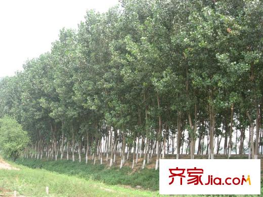 純境配套圖周邊-樹林