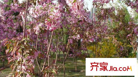 鴻平方米龍?zhí)豆^配套圖周邊龍?zhí)豆珗@