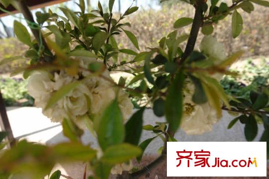 鴻平方米龍?zhí)豆^配套圖周邊龍?zhí)豆珗@海棠文化節(jié)