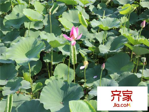 漫香林溪小區(qū)綠化（20131017）
