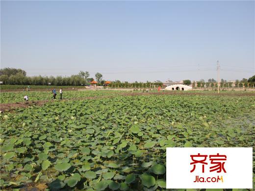 漫香林溪小區(qū)附近荷花（20131017）
