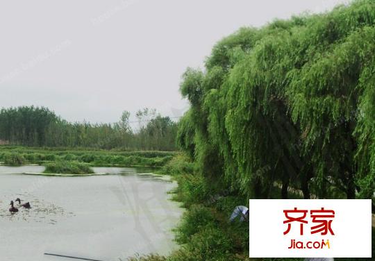 華麗澄月湖畔外景圖