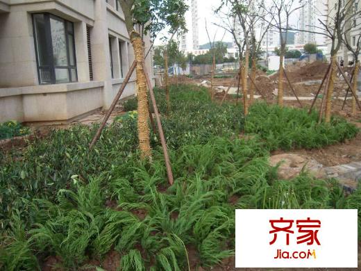 香緹樹外景圖小區(qū)實(shí)景圖（20110901）
