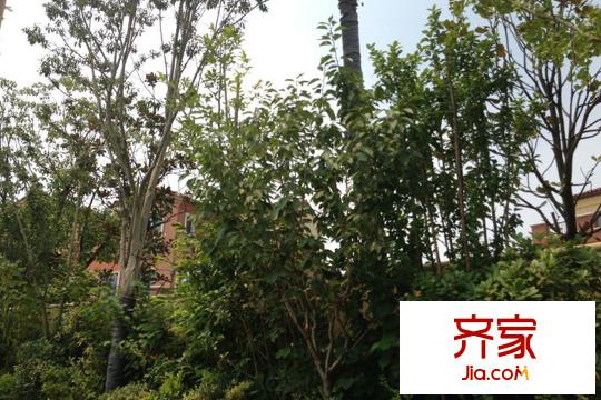 景楓法蘭谷外景圖