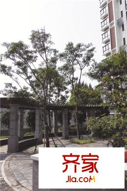 虹橋佳苑小區(qū)綠化（2015-10-09）