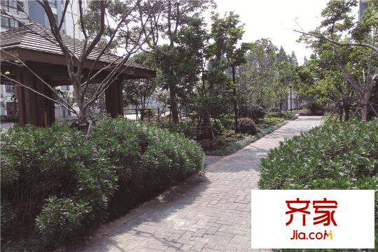 虹橋佳苑小區(qū)綠化（2015-10-09）