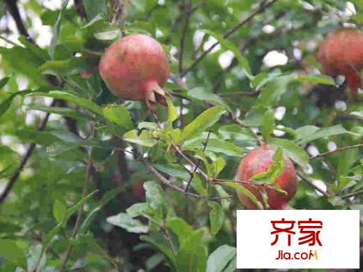 琨城帝景園小區(qū)(2012.08)