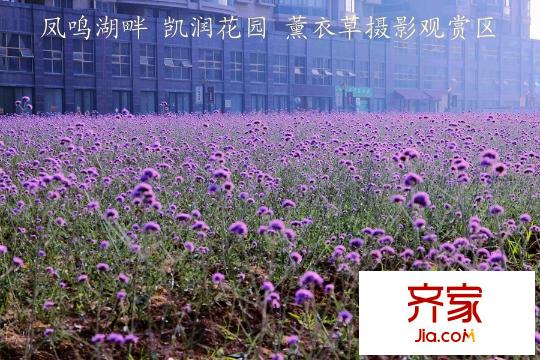 凱潤花園（2015.6）