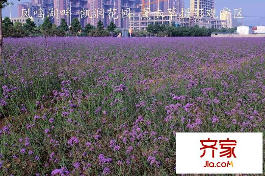 凱潤花園（2015.6）