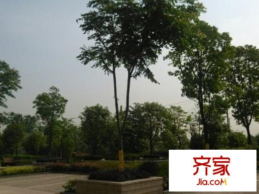 金橋普林斯頓小區(qū)園林綠化（20140529）