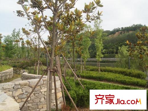 綠城玫瑰園周邊配套之李村河景觀（20121023）