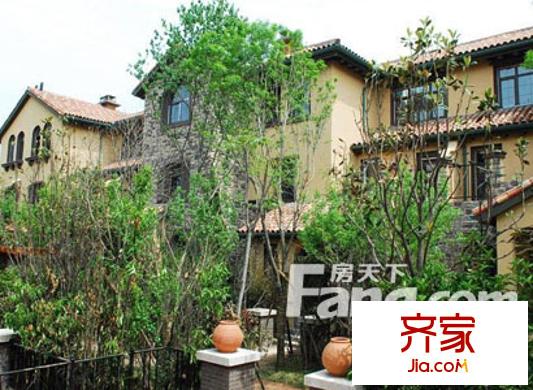 青建橄欖樹外景圖 