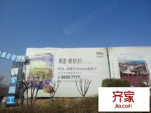 青建橄欖樹