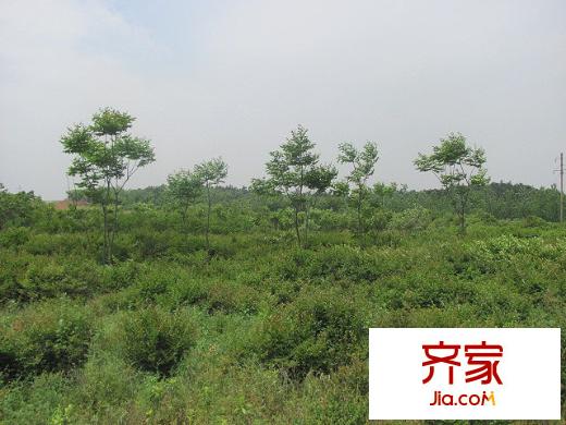 江蘇軟件園寧丹路以西項(xiàng)目地塊（2010-5-12）