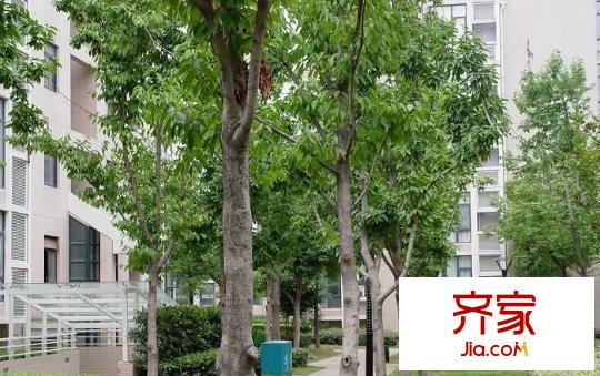 奧體新城木樨園外景圖