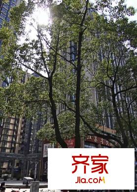 君臨國(guó)際外景圖