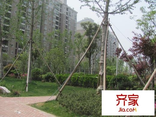 金城麗景外景圖二期小區(qū)綠化（2013.4.25）