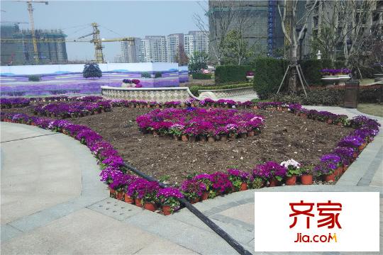 大華錦繡華城小區(qū)內(nèi)部綠化（2015-3-23）