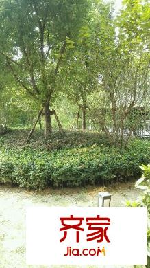 旭日愛上城1-4區(qū)外景圖