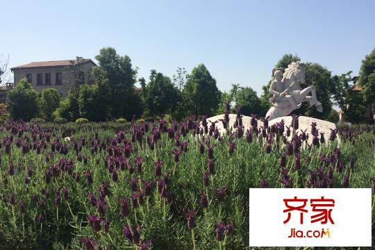 普羅旺斯小鎮(zhèn)薰衣草園林景觀（2015-09-09）