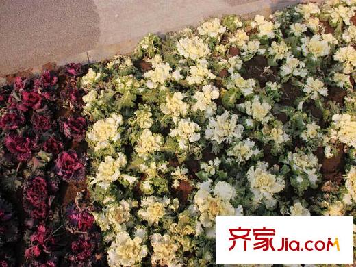 清香雅苑項(xiàng)目周邊（2013-1-22）