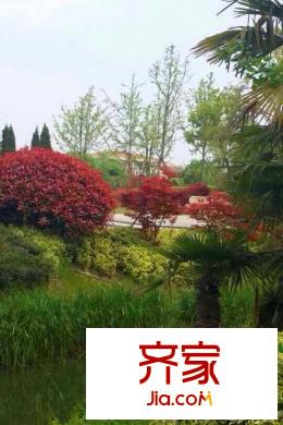 碧桂園歐洲城小區(qū)園林綠化(2015-03-11)