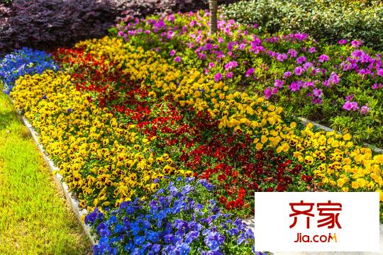 升龍公園道售樓處花卉景觀（2015-6-5）