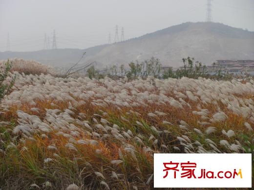 金地湖城藝境仙林湖原生態(tài)美景（2013.12）