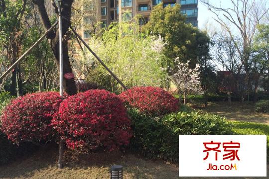 恒大雅苑社區(qū)園林實(shí)景(2015-07-22)