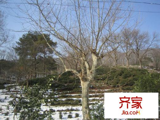佛手湖森林莊園