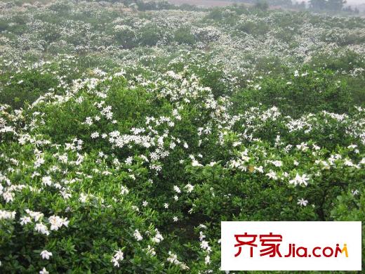 芳草名苑項目周邊（2013.1.5）
