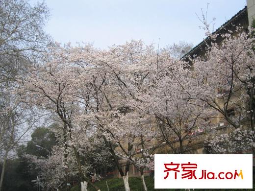 新湖仙林翠谷周邊大學(xué)城櫻花