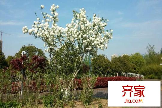 加州城售樓處園林實景（2015-7-1）