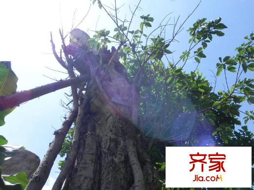 楓平方米398F區(qū) 