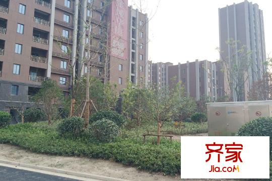 金域華庭小區(qū)綠化（2015-08-25）