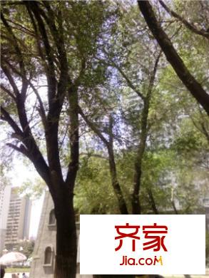 鉆石公寓外景圖小區(qū)實景